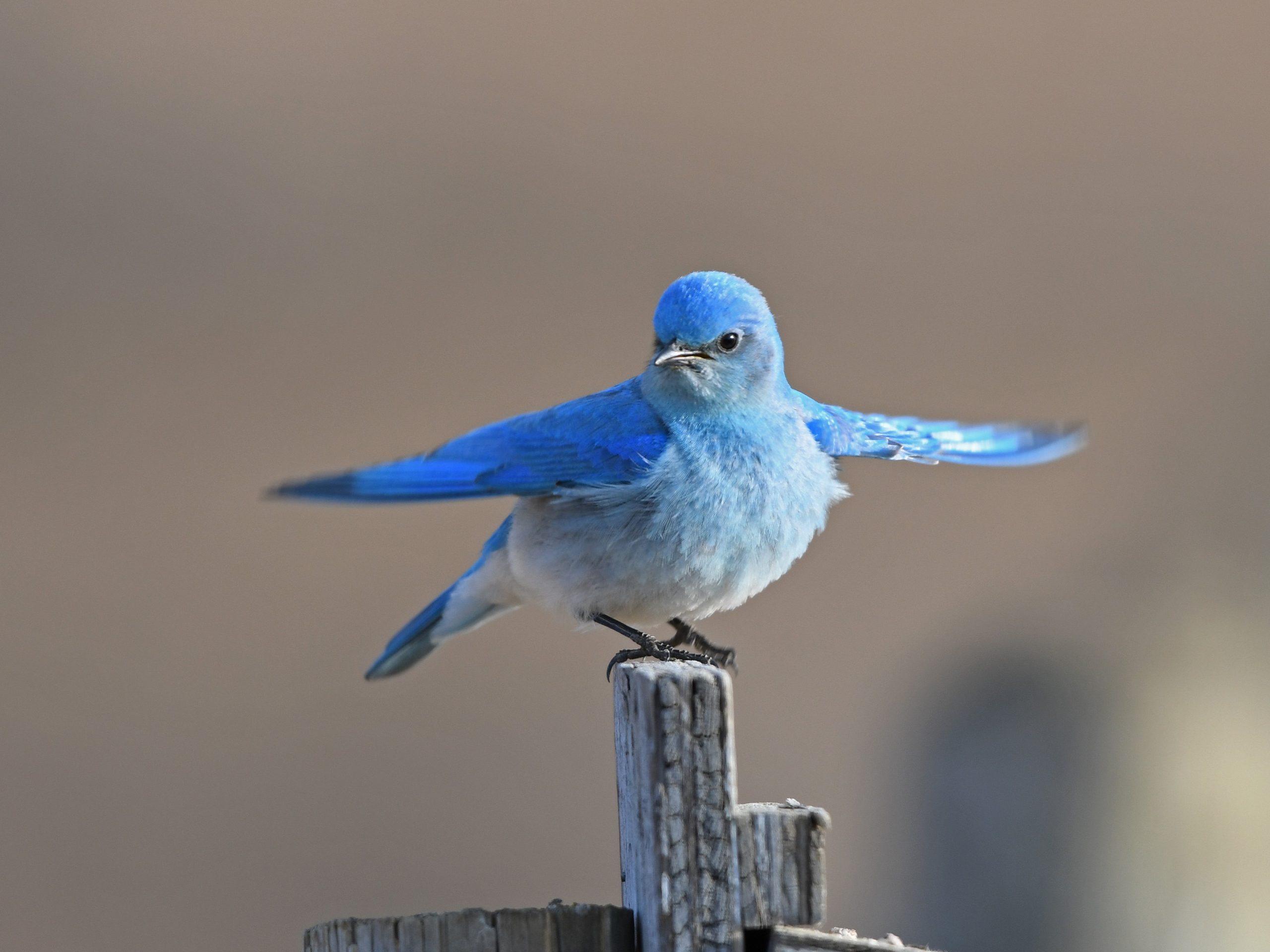Why are bluebirds blue? - Nature Alberta