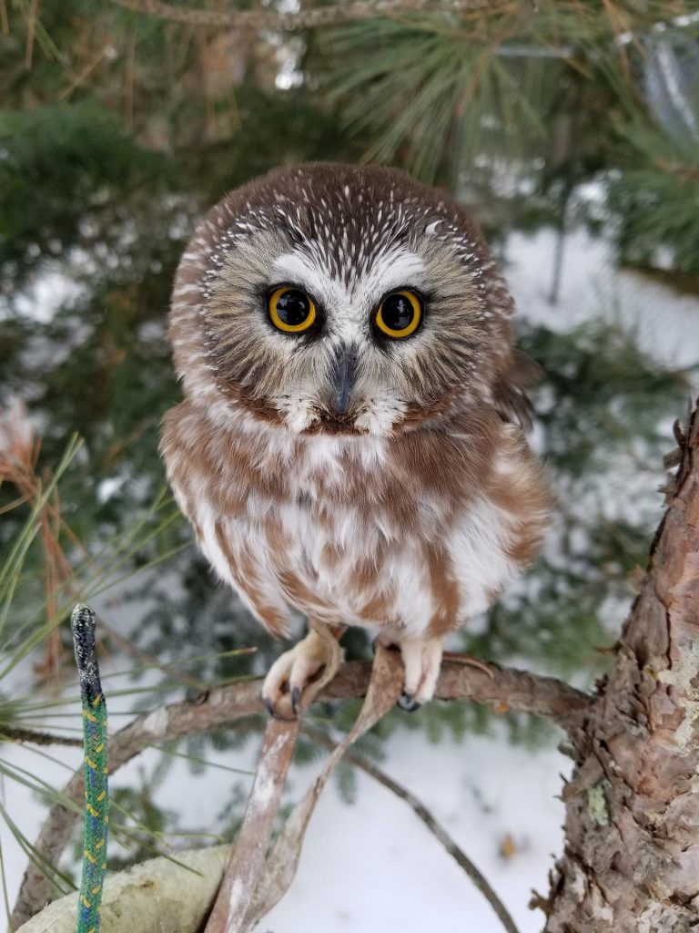 Northren Saw-whet Owl from Pixabay