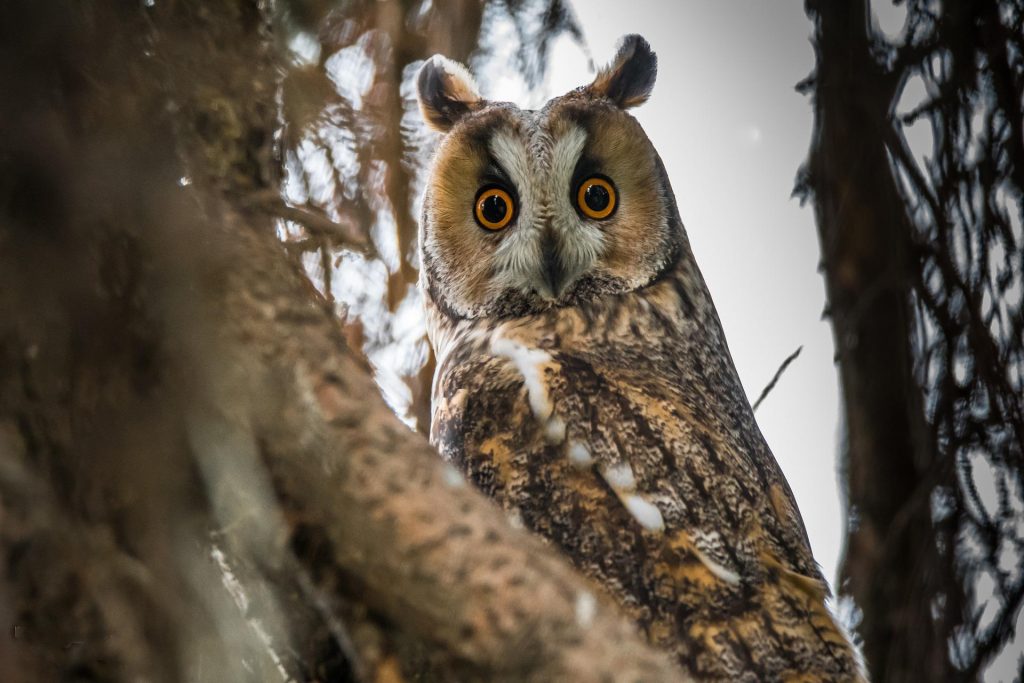 Long eared owl from Pixabay