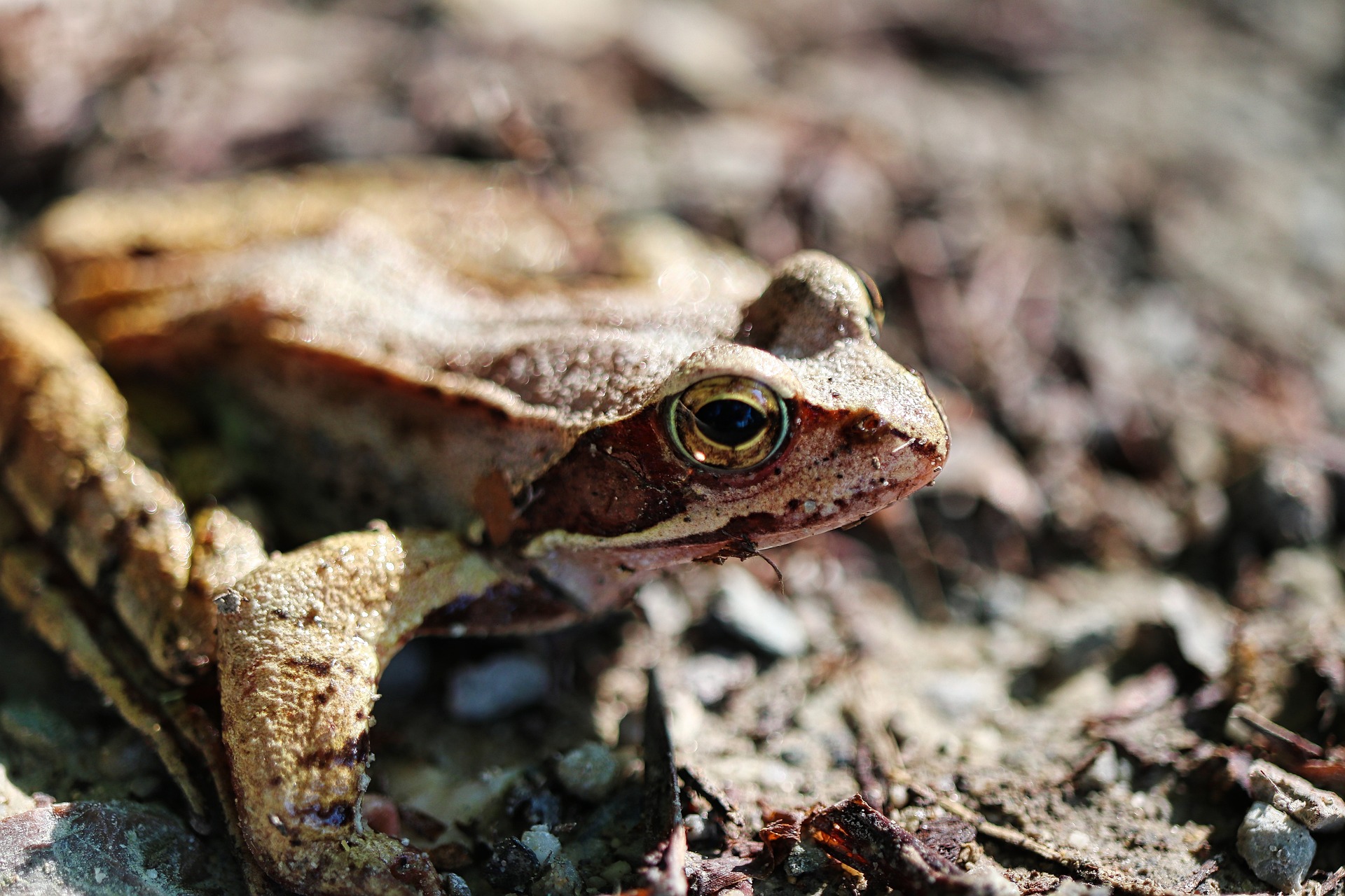 Amazing Amphibians & Riveting Reptiles - Nature Alberta