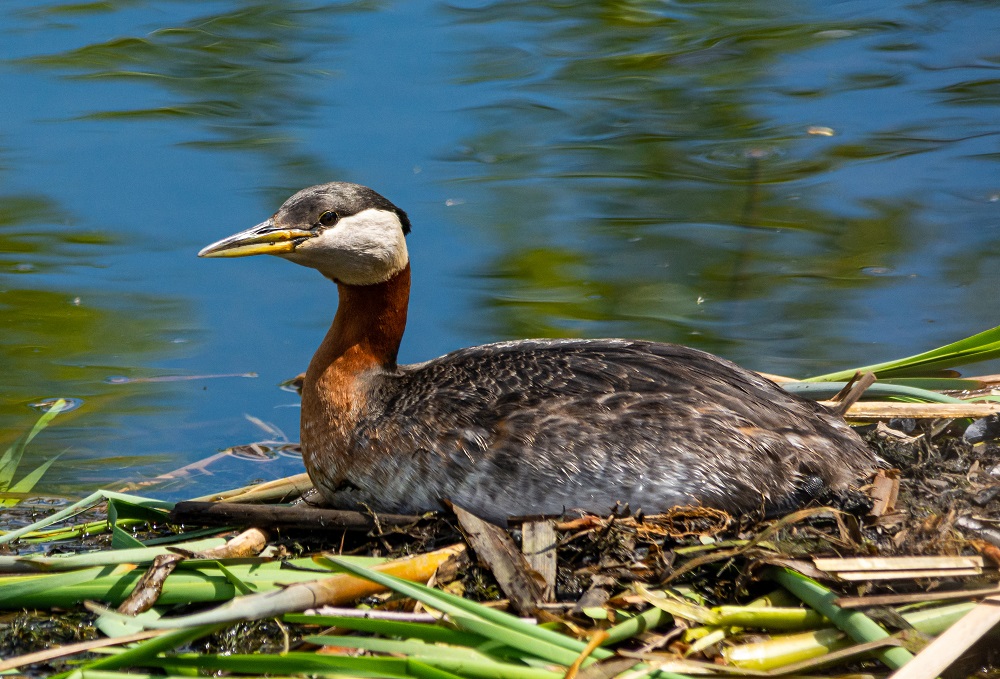 red necked grebe winter