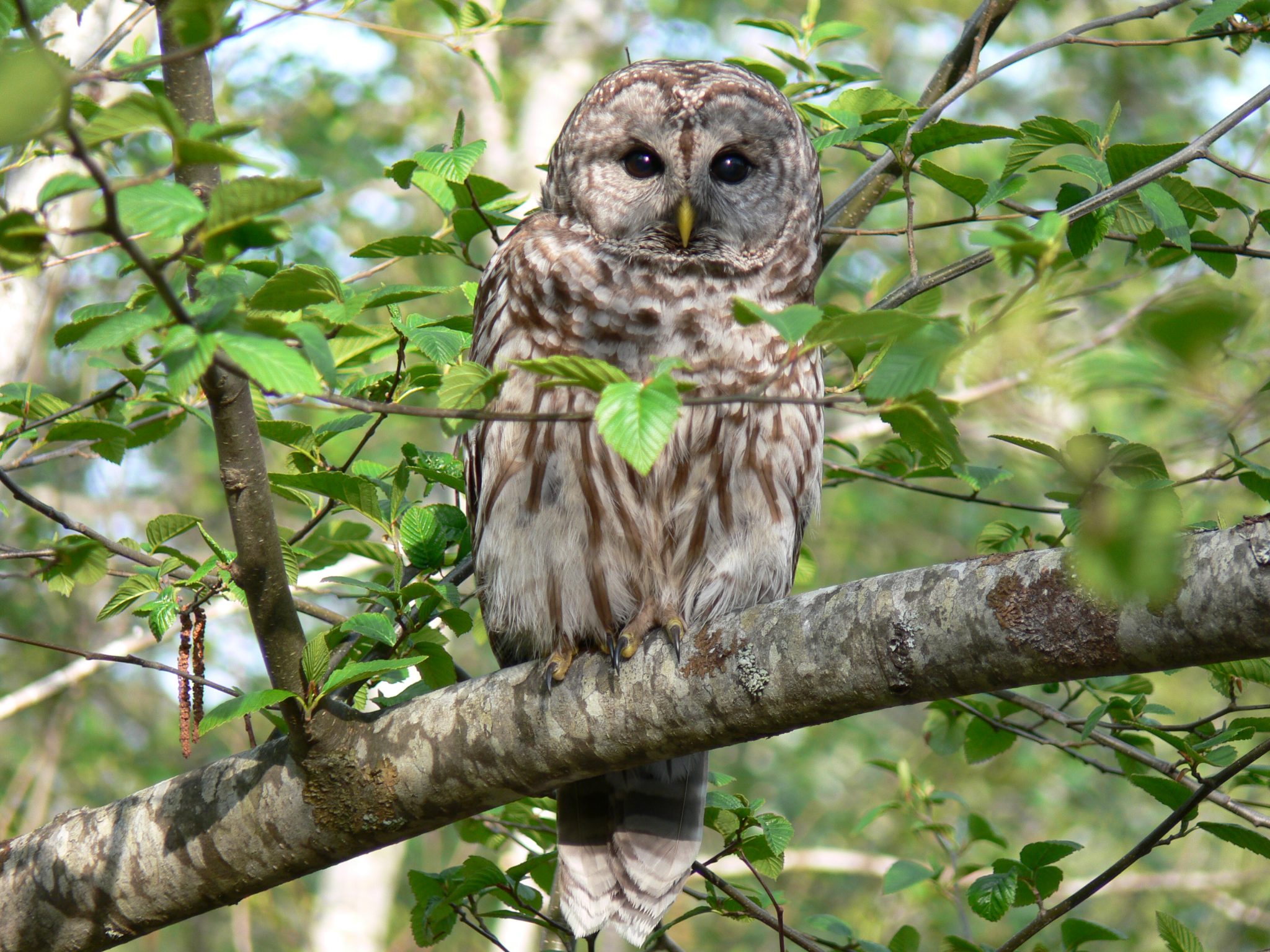 Nesting And Home Range Of Barred Owls In Managed Forests Of Alberta Nature Alberta