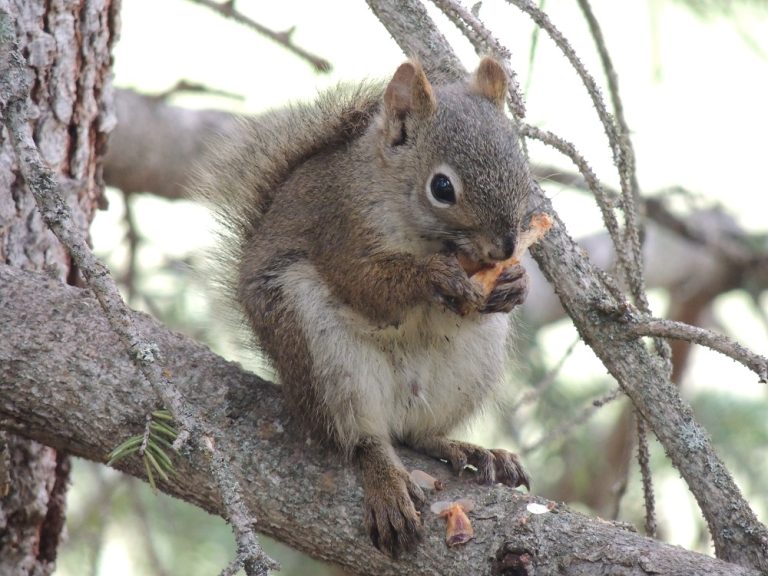 Do Red Squirrels Hibernate? Nature Alberta