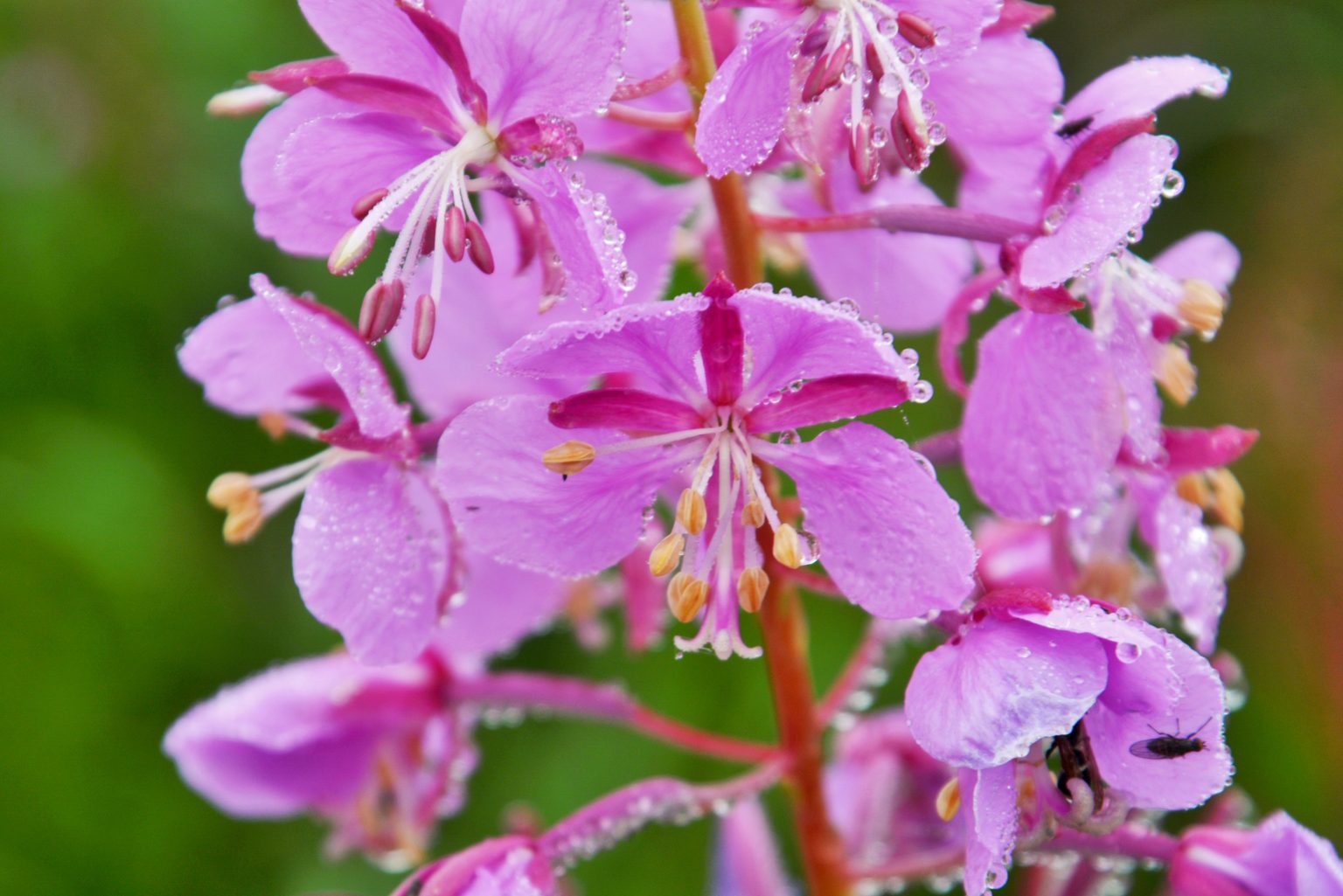 alberta-native-plant-council-nature-alberta