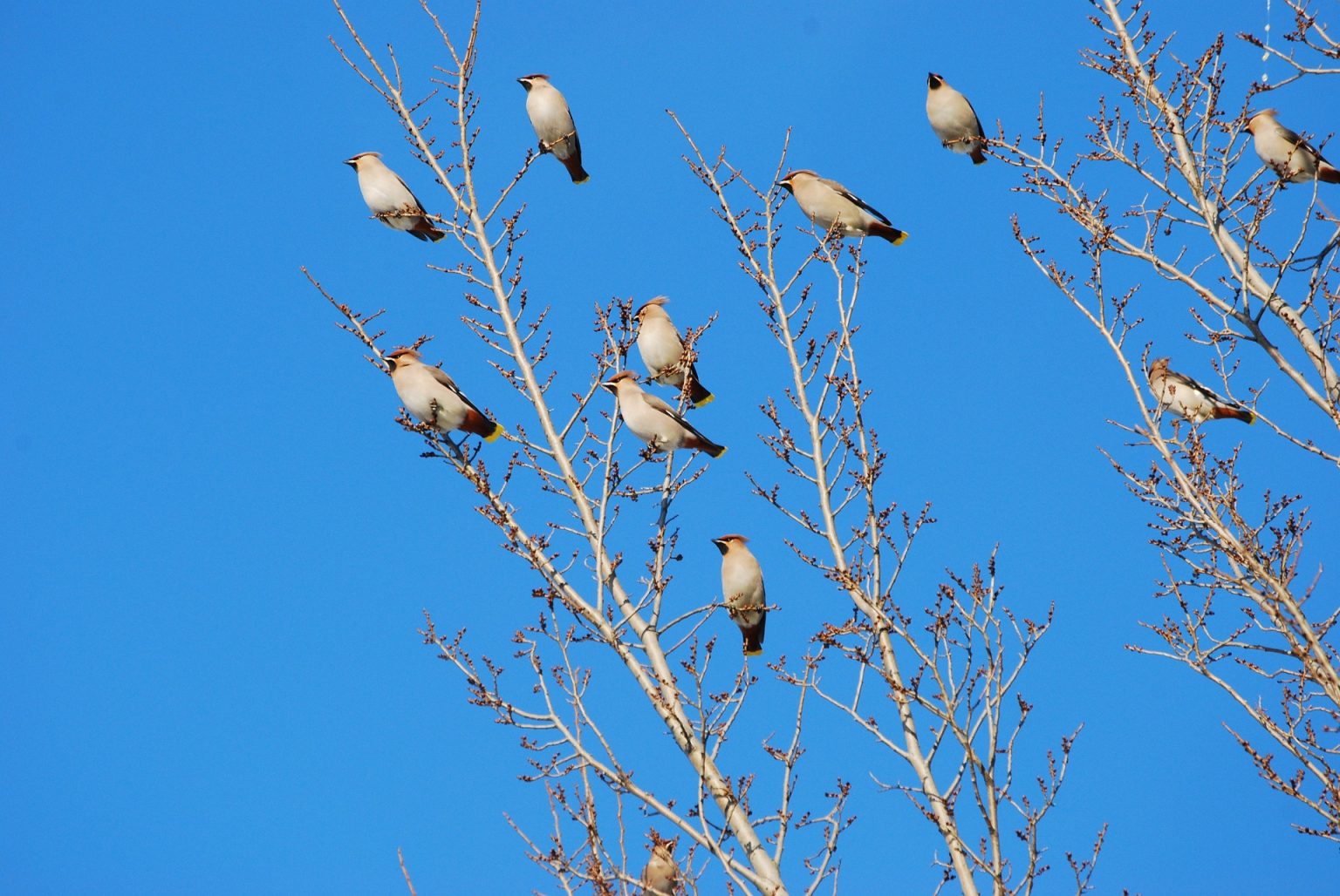 edmonton-christmas-bird-count-results-and-changes-nature-alberta