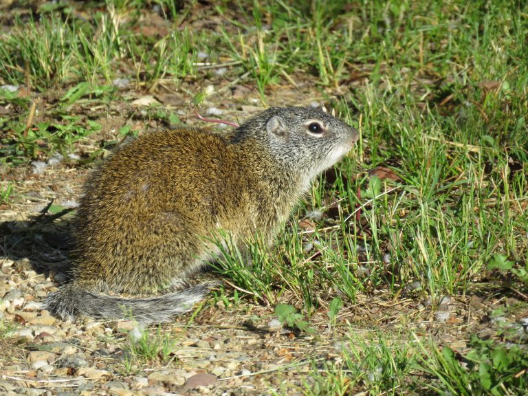 Citizen Scientists Come to the Aid of the Tenacious Franklin’s Ground ...