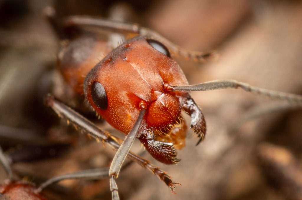 The beetle scientist on a mission to name the world's most