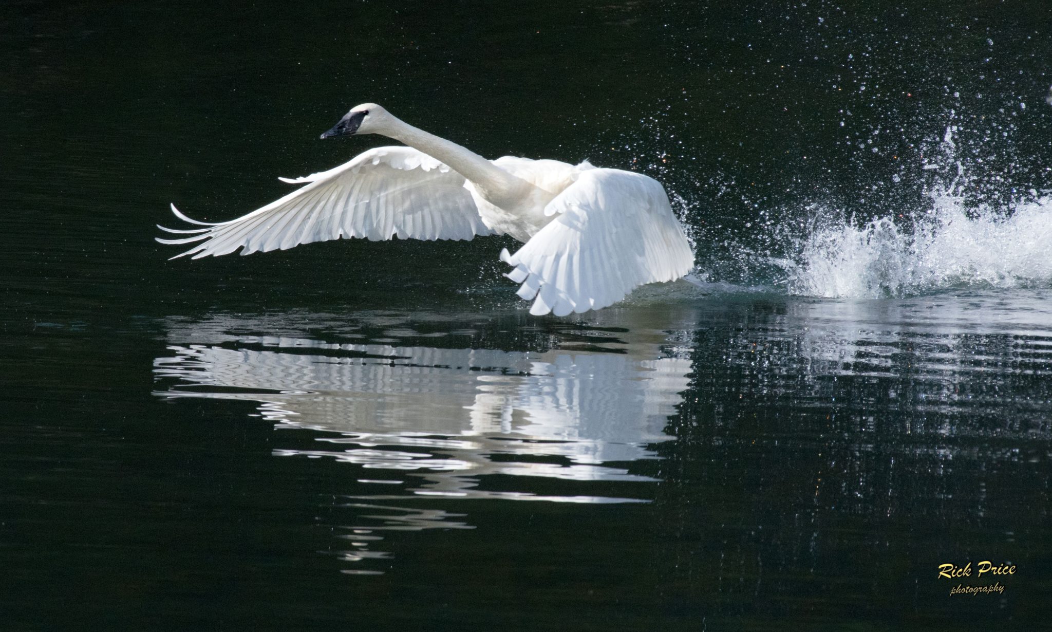 The Recovery Of Trumpeter Swans In Alberta - Nature Alberta