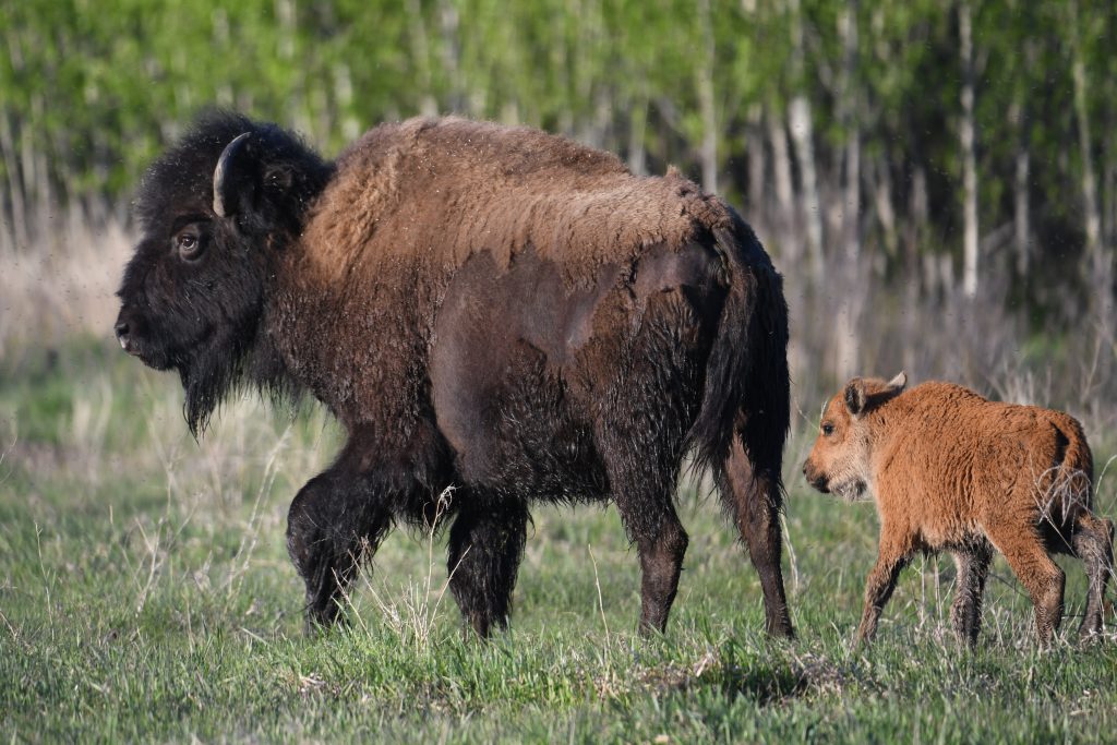 Delta Dawn with the Wolves of Wood Buffalo National Park - Nature Alberta