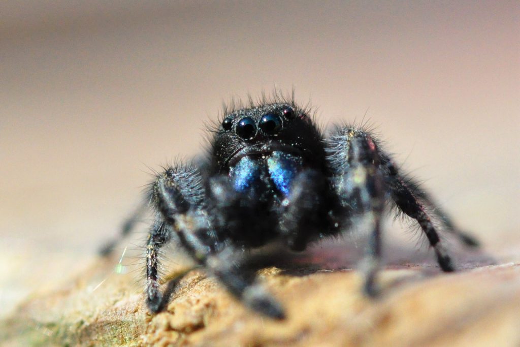 Spiders and Their Webs - Nature Alberta