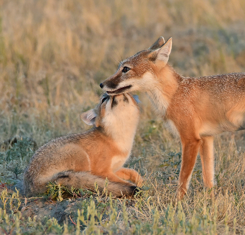 Two swift foxes in the grasslands share a tender moment. 