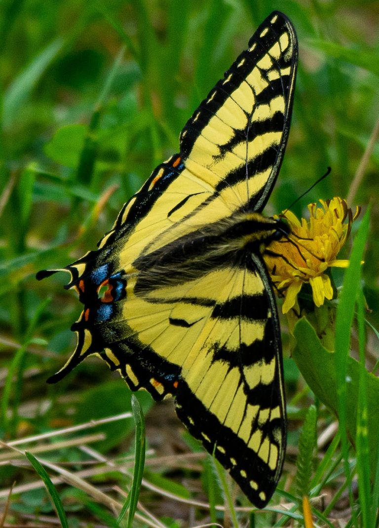 Butterflies for Beginners - Nature Alberta