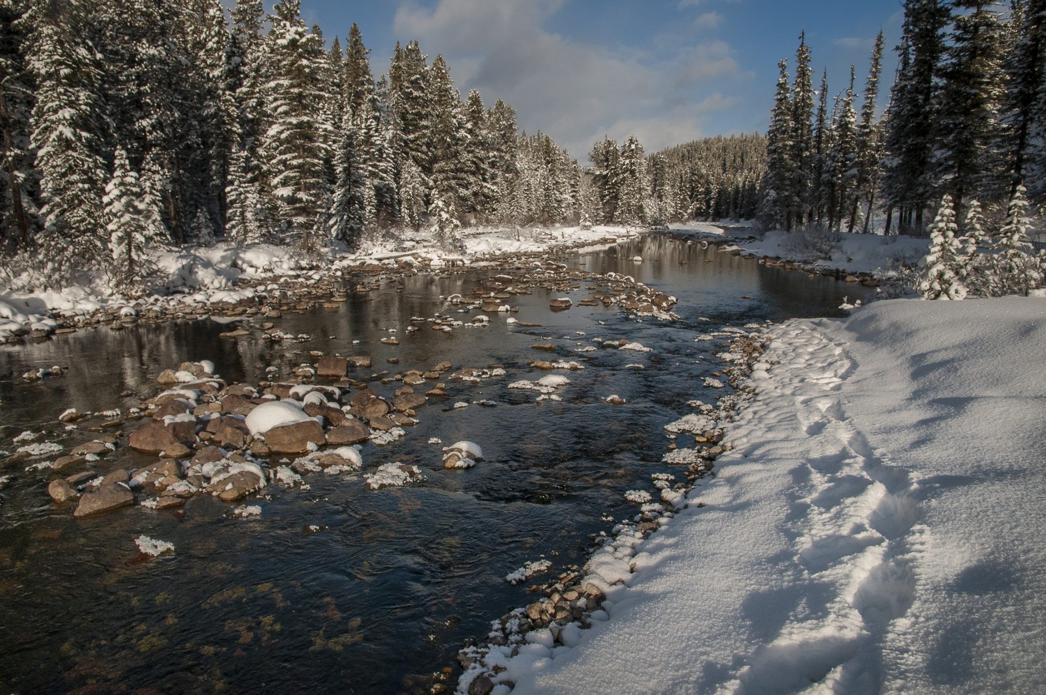 The Aquatic Songbird: American Dippers - Nature Alberta