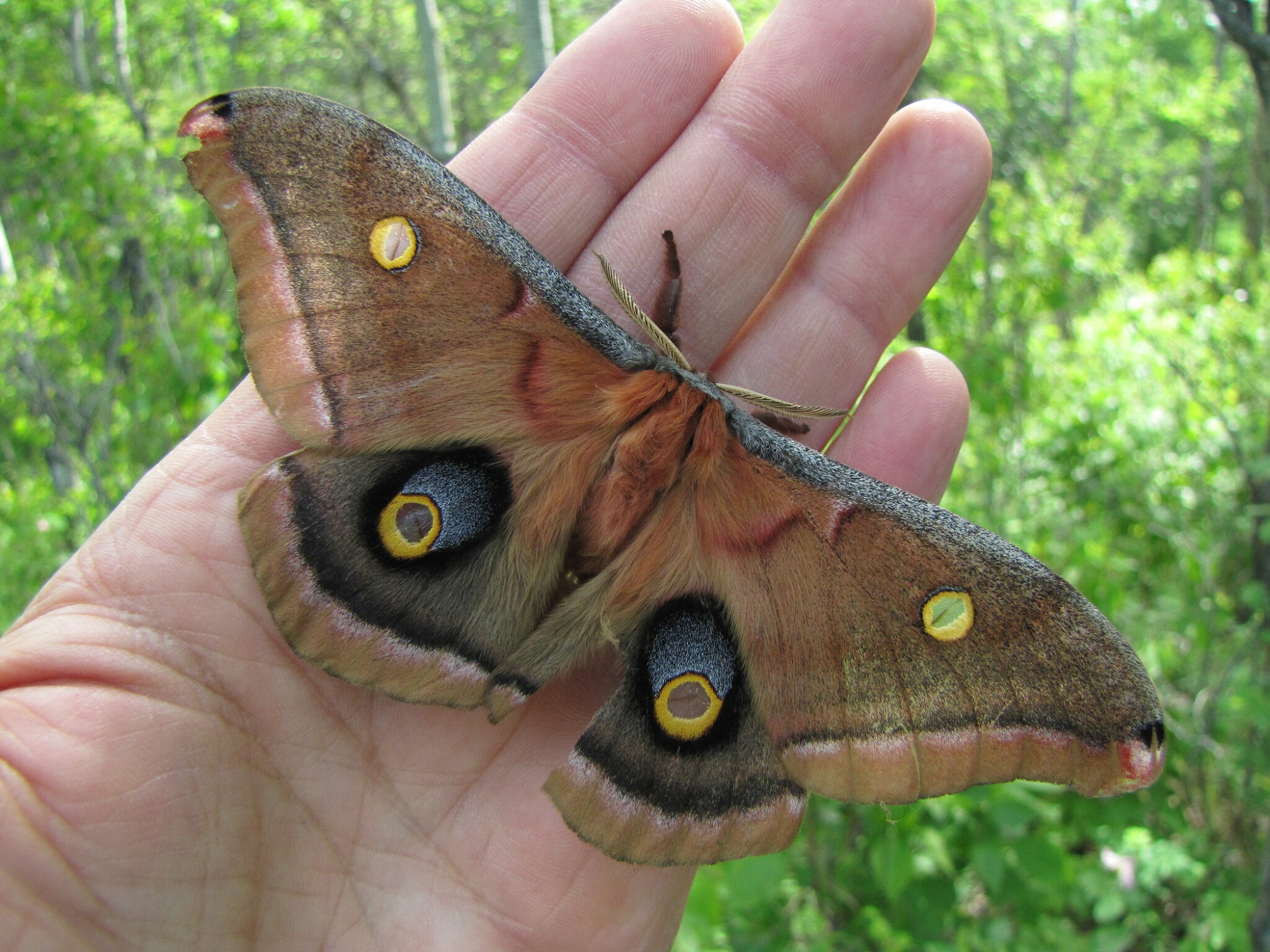 Citizen Science Update: 2022 in Review – Nature Alberta