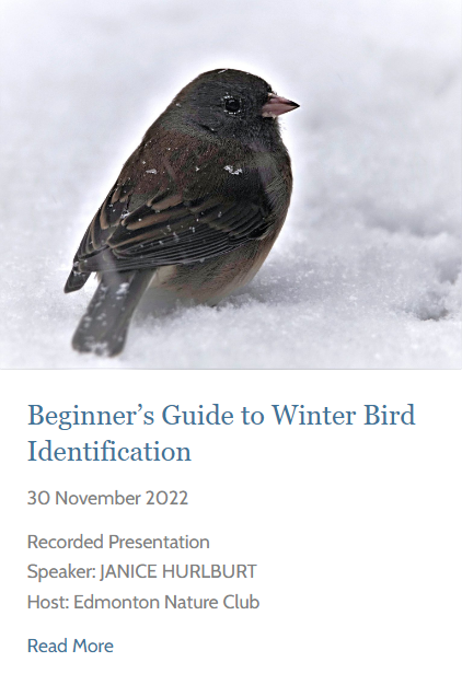 Beginner's Guide to Winter Bird Identification