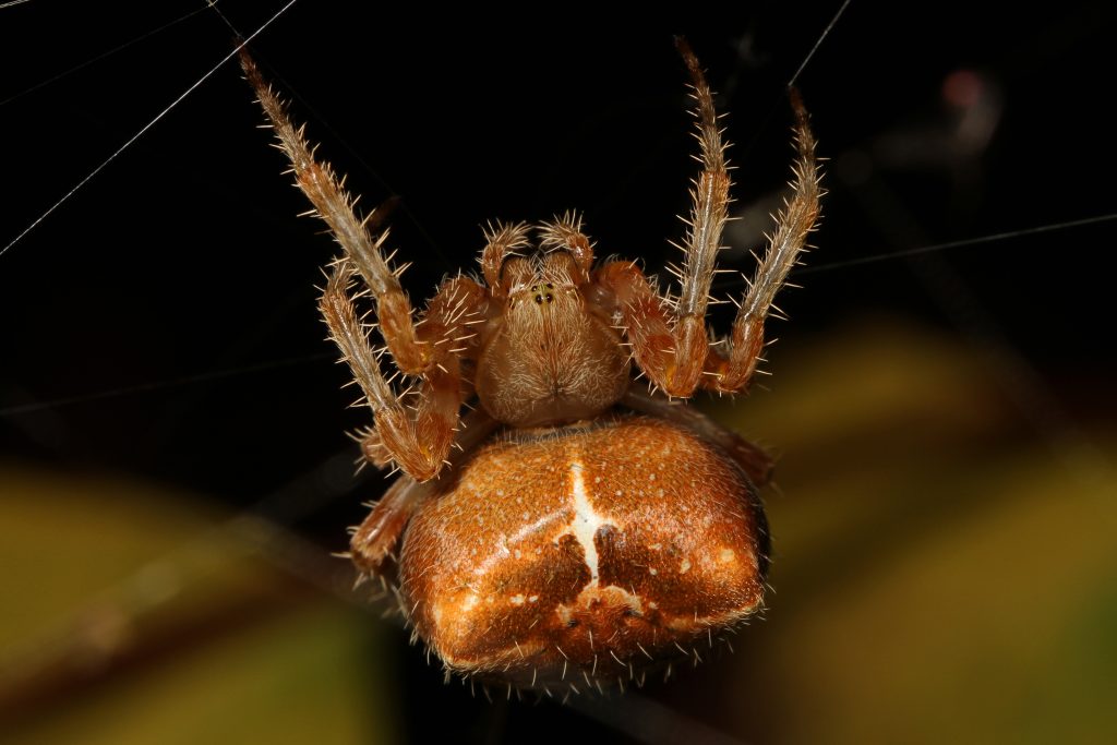 New study reveals a life aquatic for many spider species