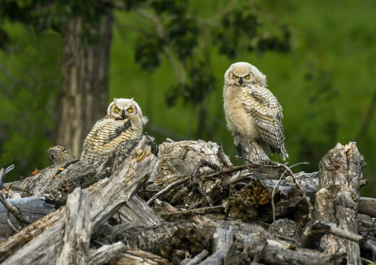 Do Owls See At Night