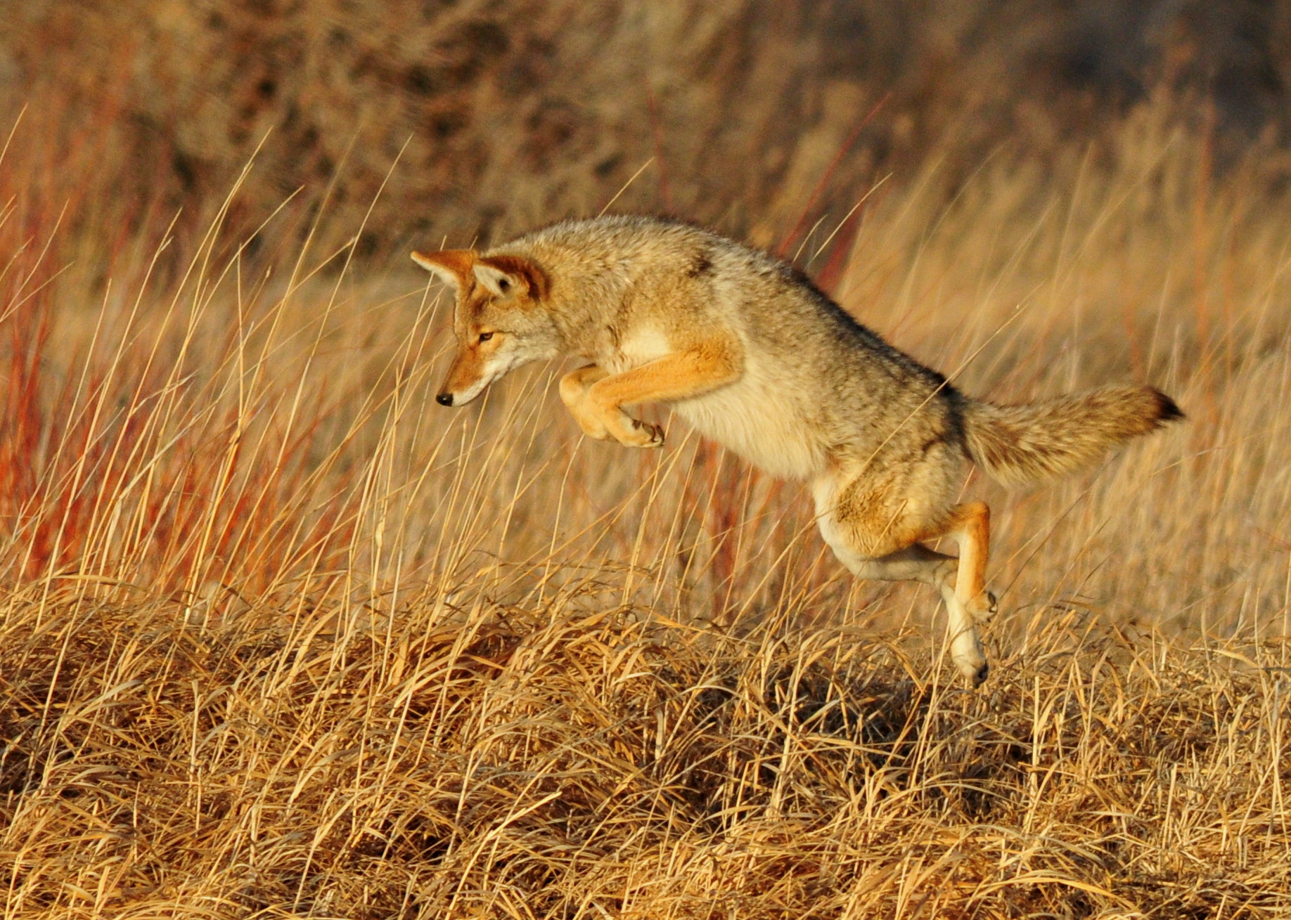 Coyotes, Prey, and Birdseed Project - Nature Alberta