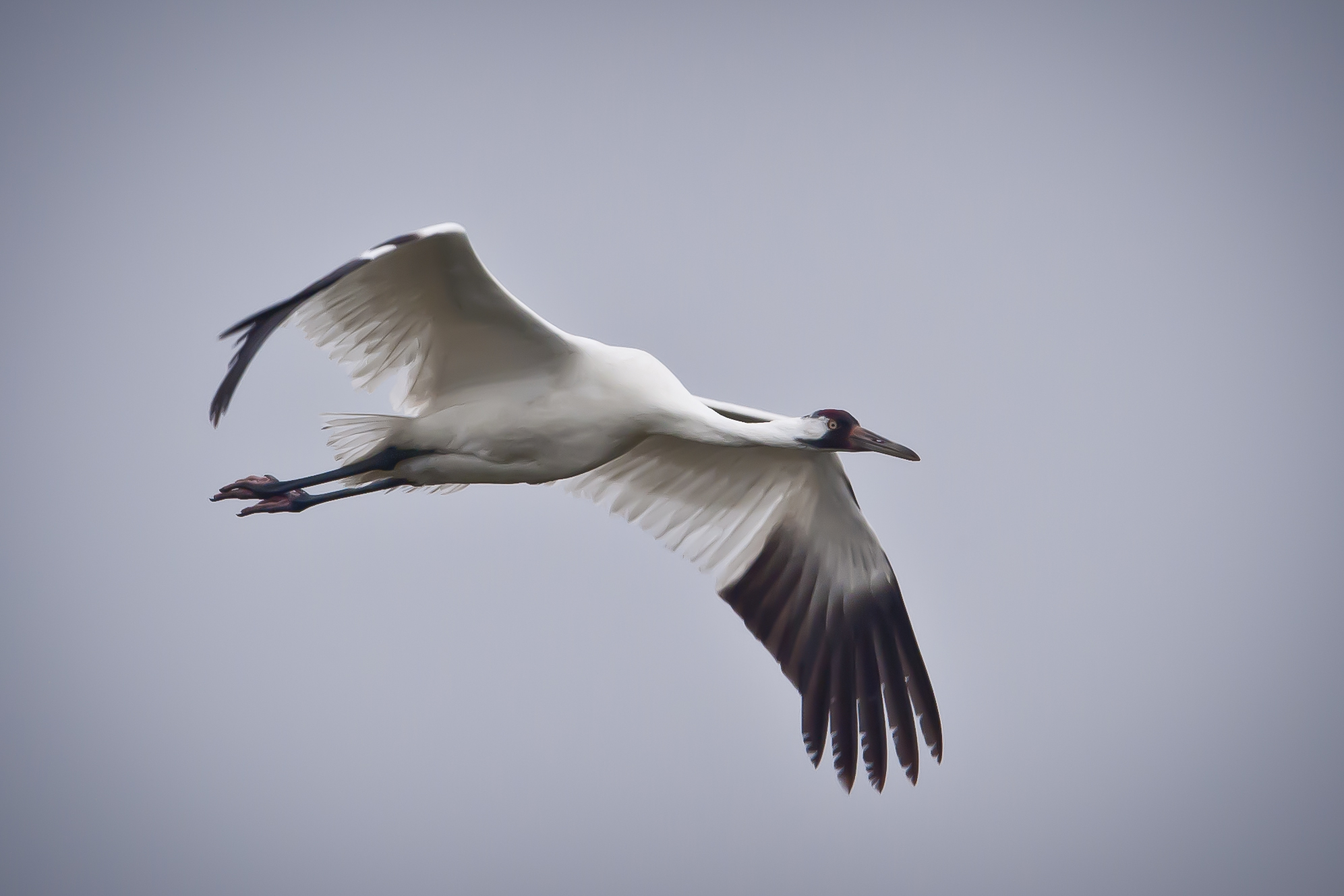 Whooping Crane - Nature Canada