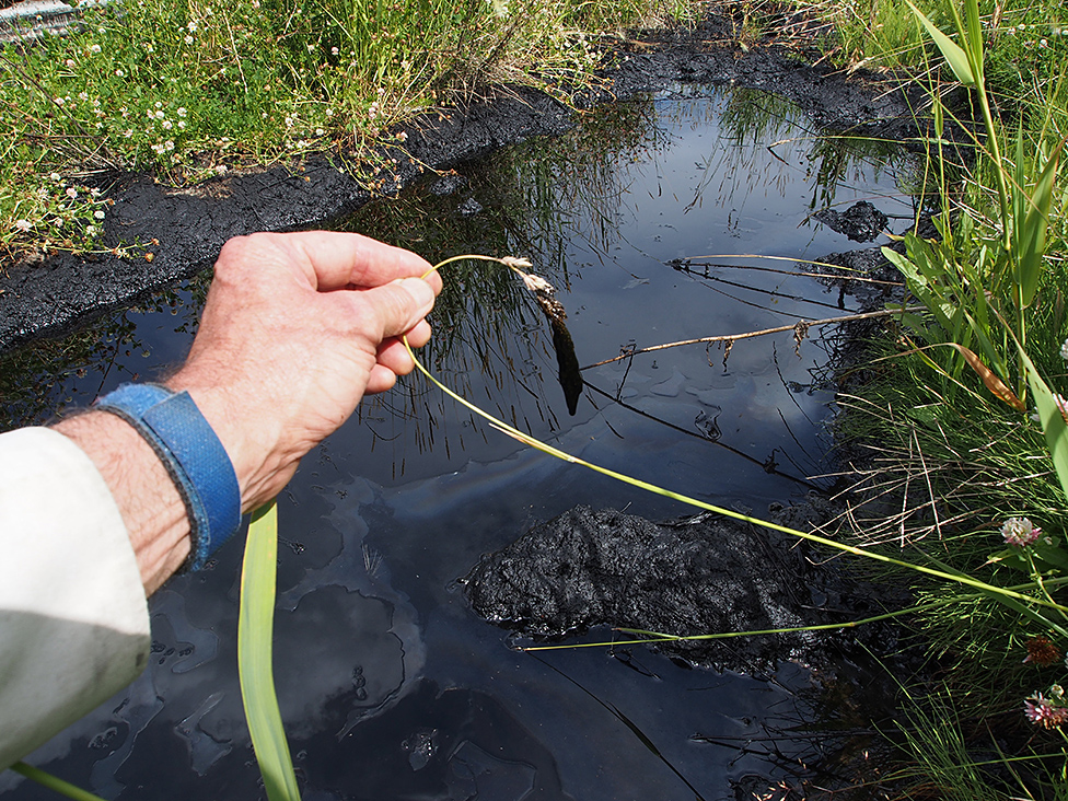 The soil at this chronic crude oil spill contained an astonishing 21% oil, yet numerous plants persisted, among them: foxtail barley, alsike clover, reed canary grass, common horsetail, scentless chamomile, common plantain, and smooth perennial sow-thistle (58°55’03” N, 118°56’04” W). KEVIN TIMONEY