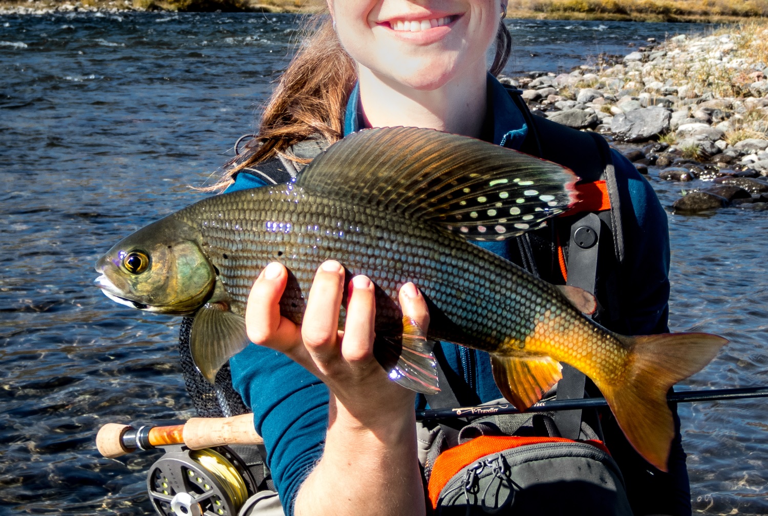 Arctic Grayling: The Jewel of Canada's Northern Waters - Nature Alberta