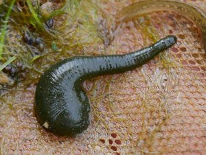 Bloodsucking Leeches: More Than Just a Horror Icon - Nature Alberta