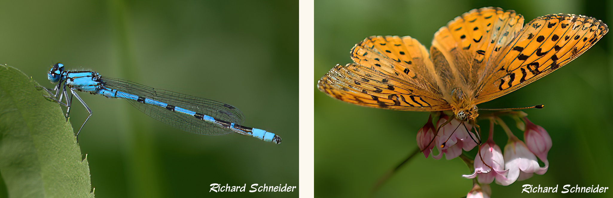 Damsel and butterfly 3- R Schneider