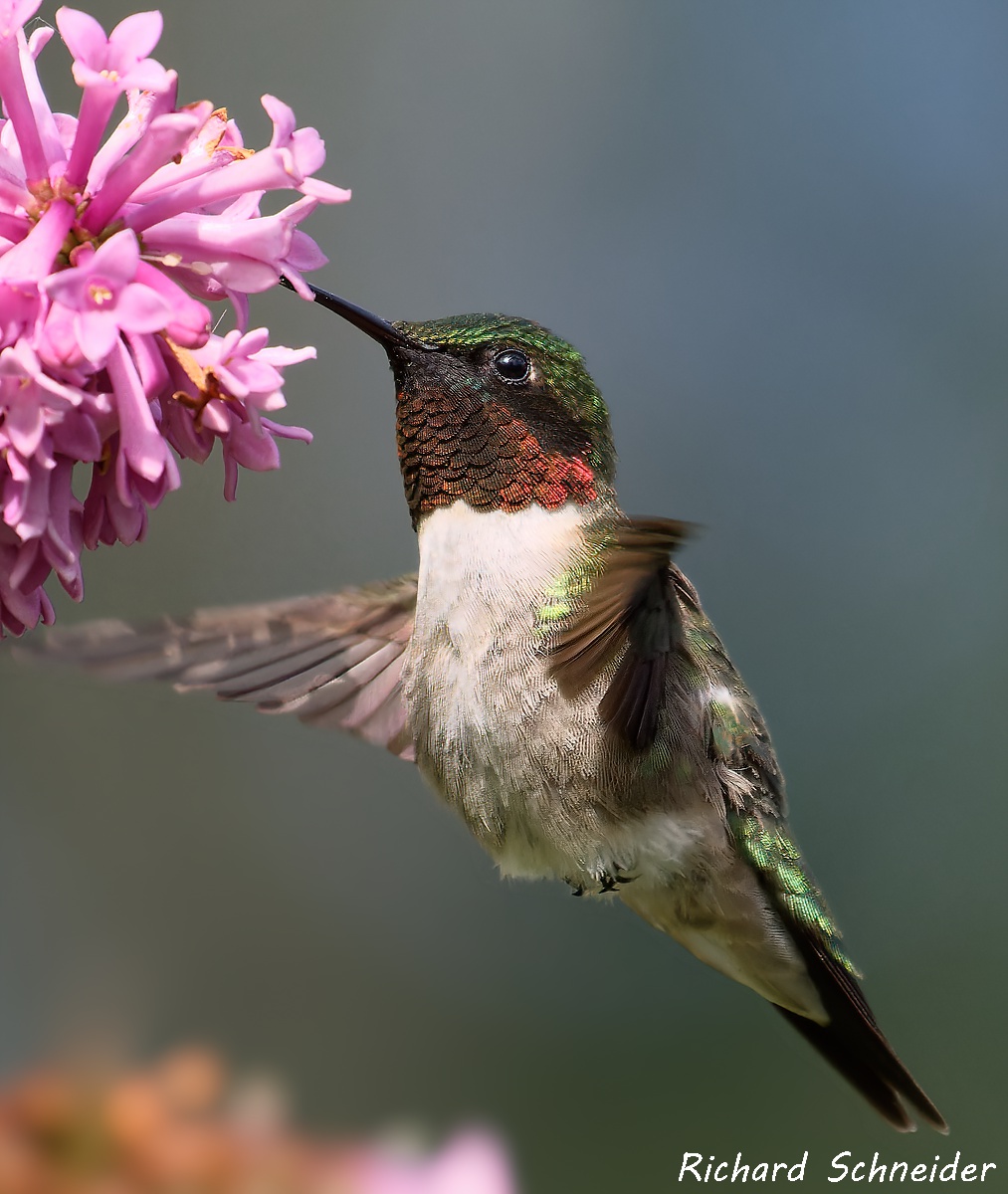A shutter speed of 1/2500 was insufficient to freeze the wings of this hummingbird,