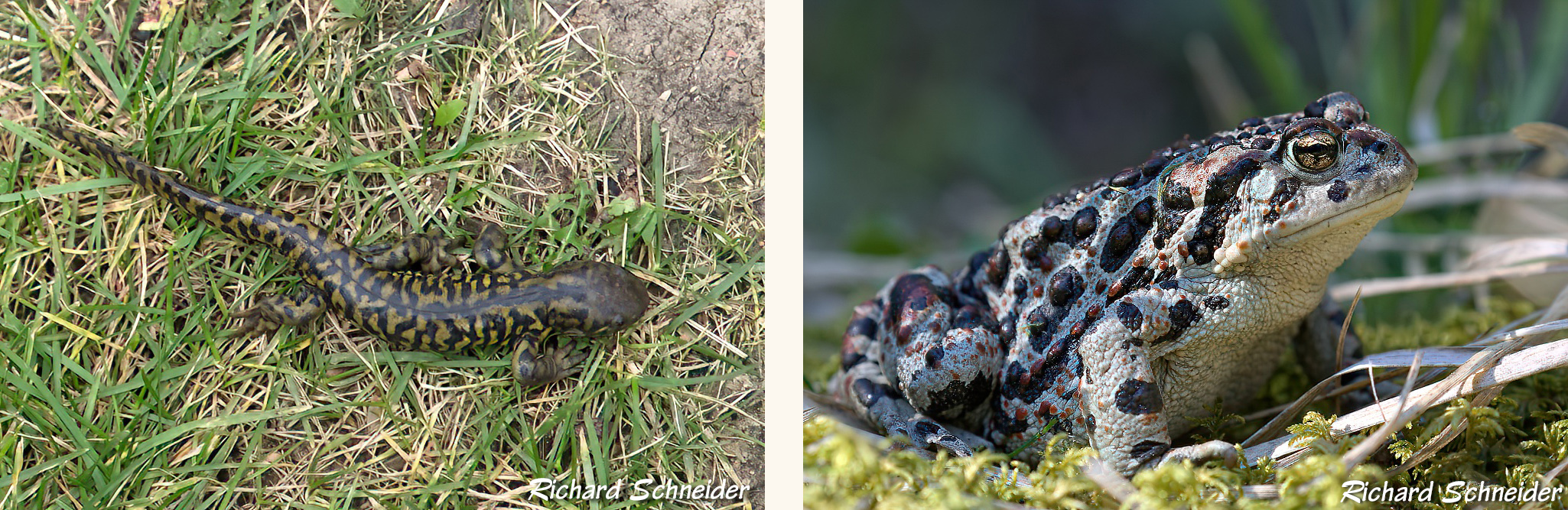 Salamander and toad - R Schneider