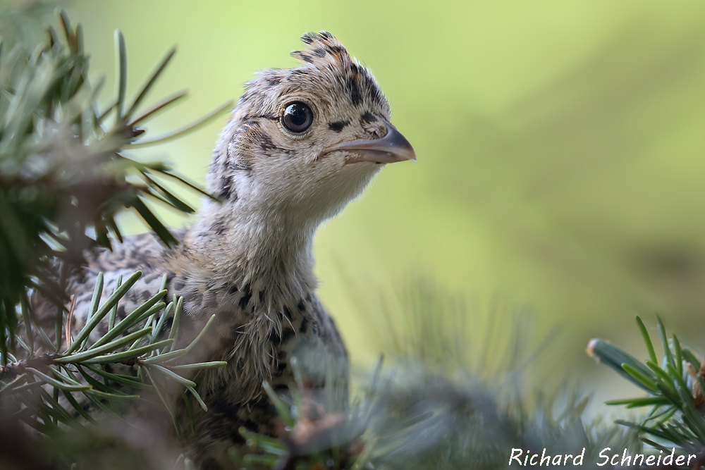 Animals with eyes on the side of the head are best photographed in profile. Note the catchlight in this grouse's eyes. 