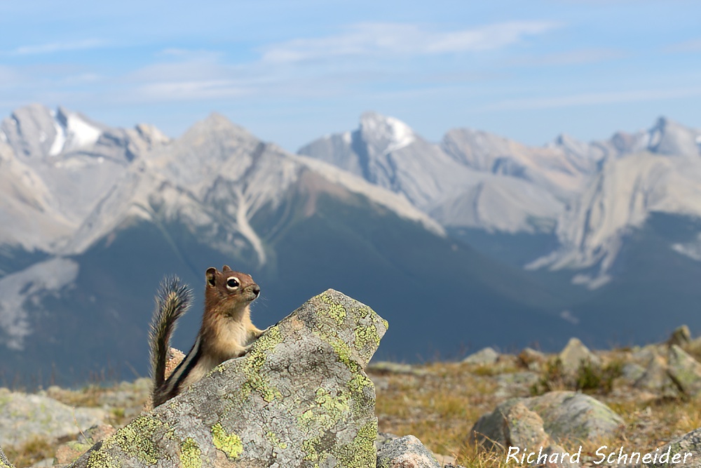 In this photo, differential focus helps to separate the main subject — the squirrel — from the supporting actors — the mountains. Note the use of the Rule of Thirds in the placement of the subject as well as the near and far horizons.