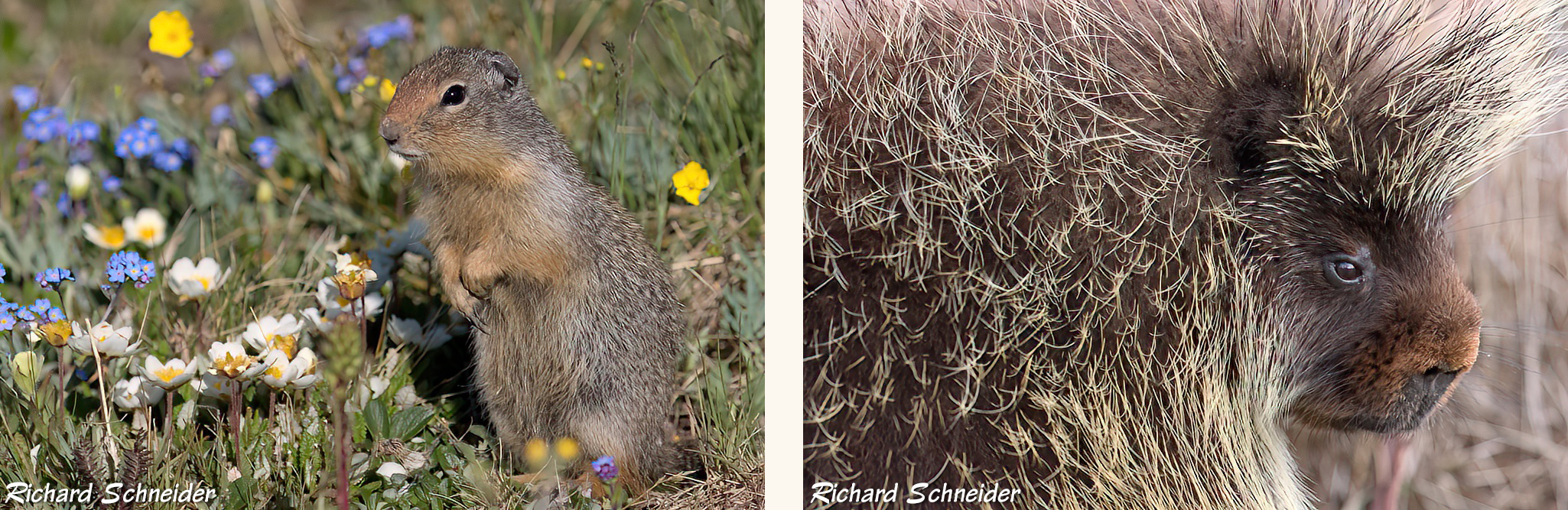 Squirrel and porcupine - R Schneider