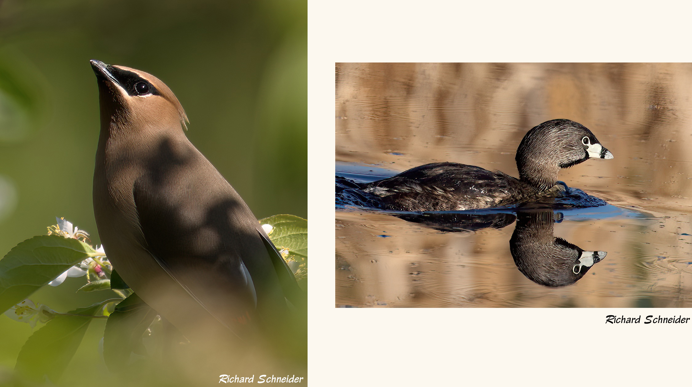 Waxwing and grebe - R Schneider