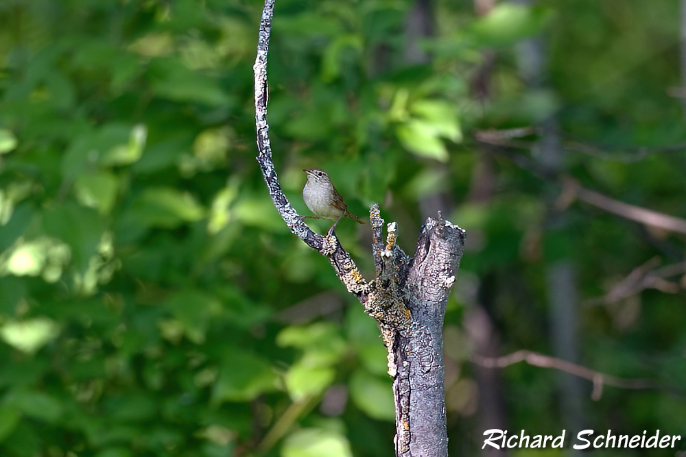 This is the uncropped version of the house wren portrait shown in the Wildlife Composition section. This photo was taken with a 560 mm telephoto lens at a distance of 9 m.