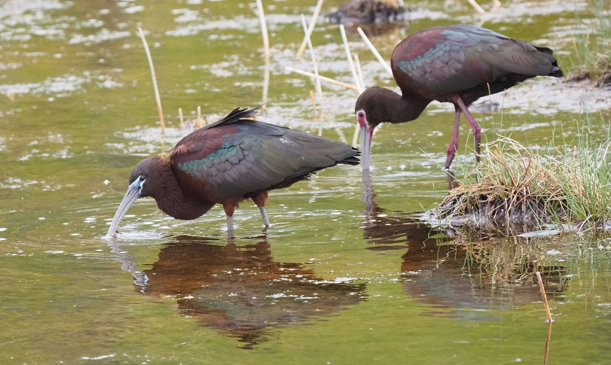 This glossy ibis was seen in Camrose County. IAN WALLIS