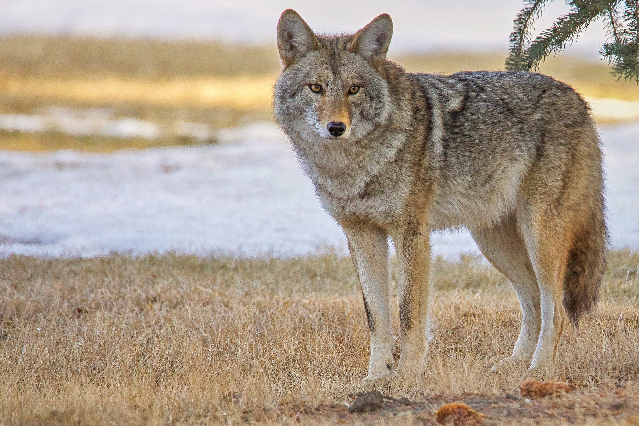 Most cities have a sizeable coyote population, and coyote encounters have been steadily increasing in recent years. TONY LEPRIEUR