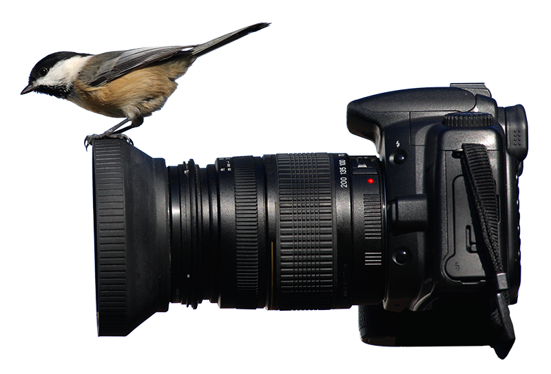Chickadee-Photography