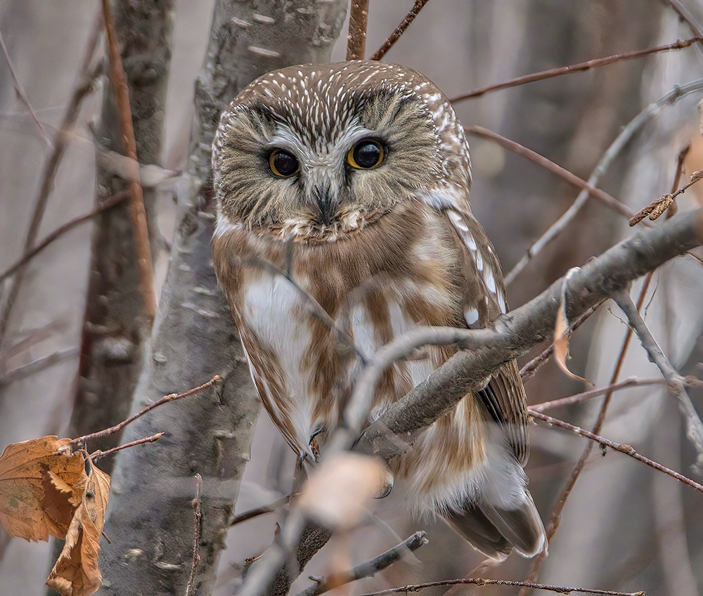 Northern saw-whet owl: Tony LePrieur