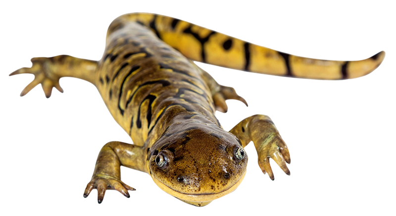 Tiger-Salamander
