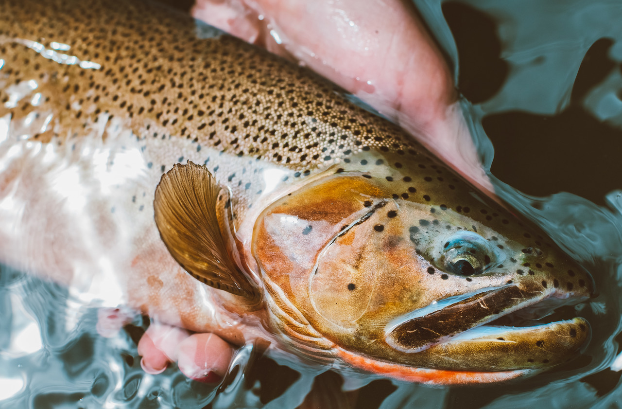 The meticulous record-keeping of angler Jim Rennie provided a clear account of the population crash of westslope cutthroat trout in Gold Creek following the failure of a coal spoil pile that released sediment into the waterway.