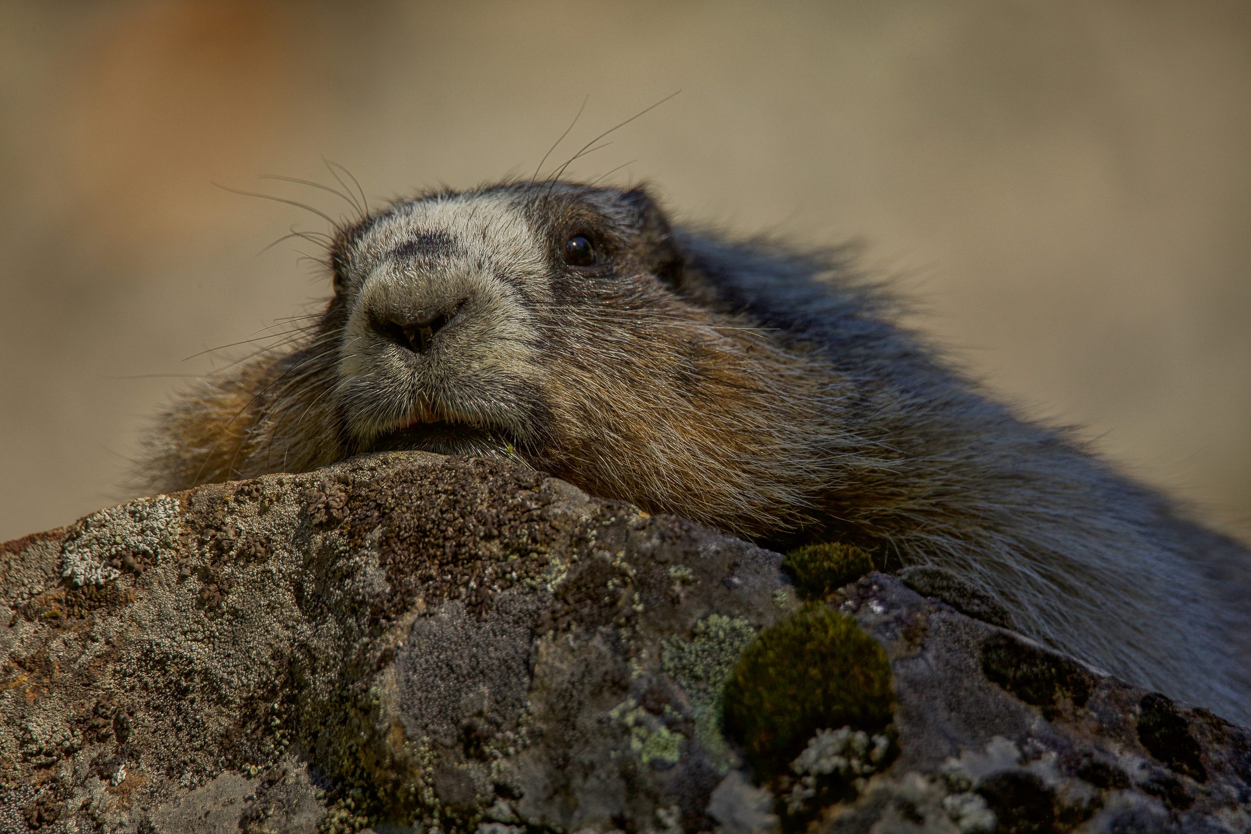 The largest squirrel species in Alberta, the hoary marmot, hibernates by sleeping in a burrow all winter. TONY LEPRIEUR