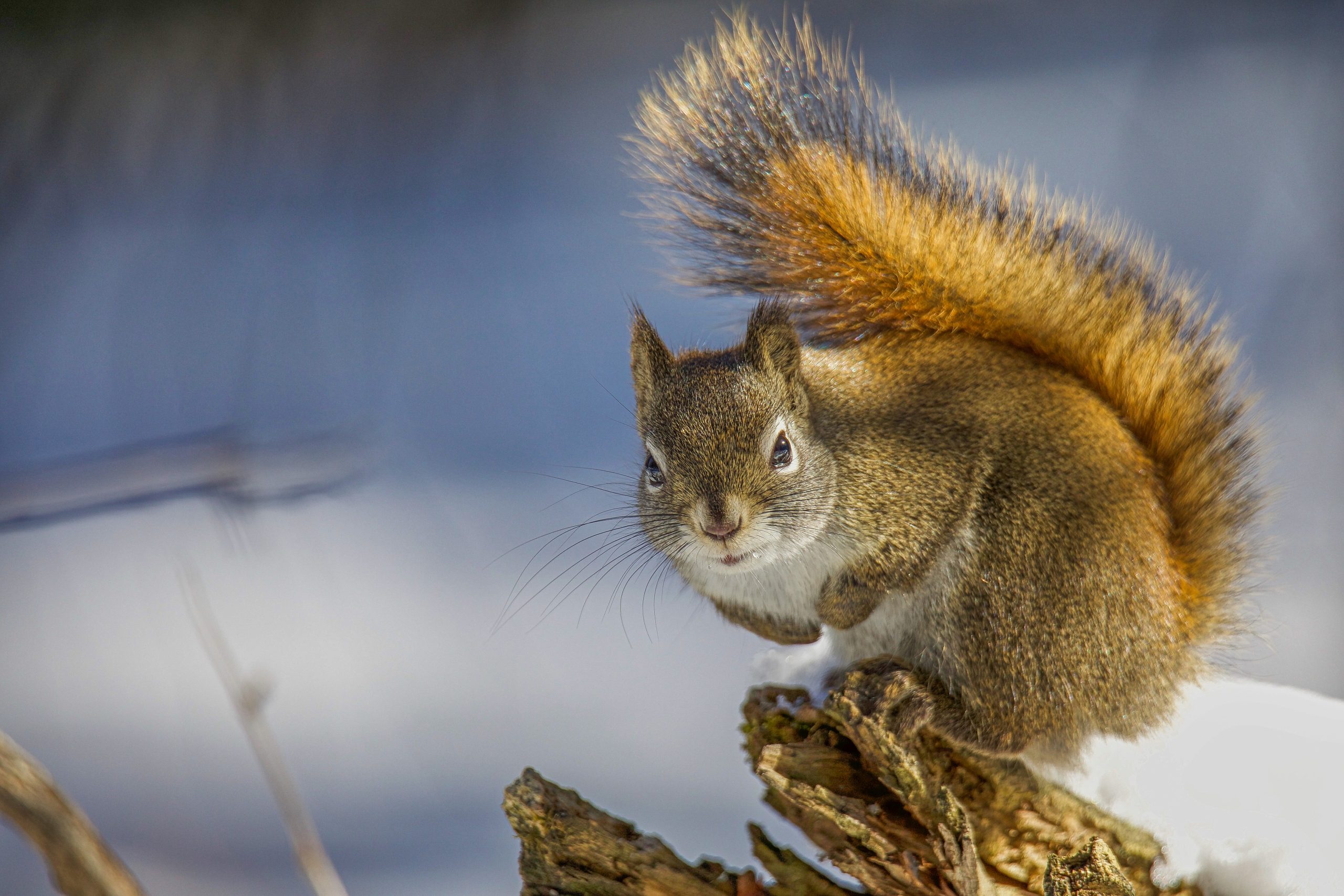 Even on the coldest days of the year, red squirrels stay active, keeping themselves warm by cuddling up in their nests between snack breaks. TONY LEPRIEUR