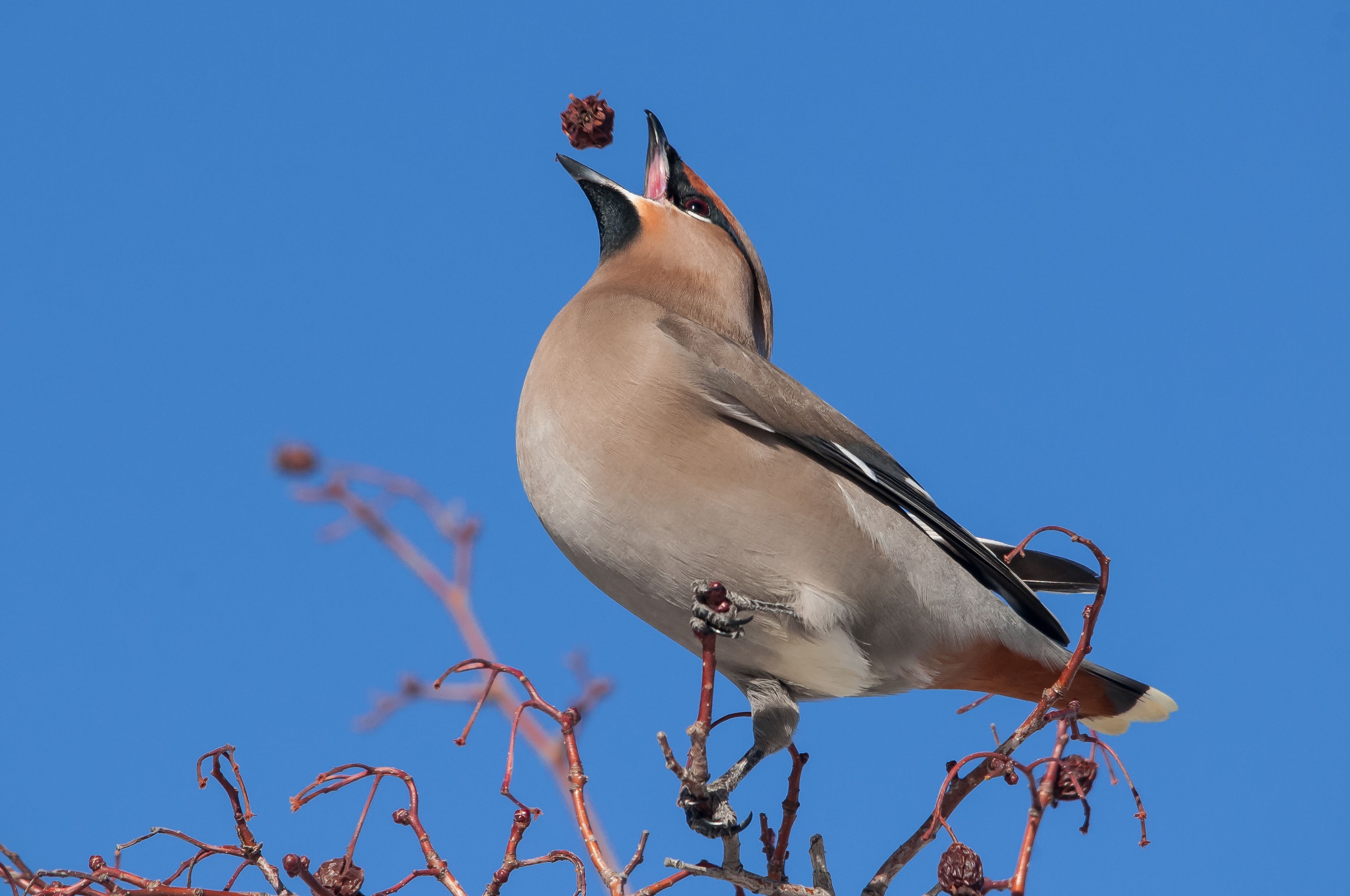 Bohemian waxwings are infamous for flying into windows after eating fermented berries. LEO DE GROOT