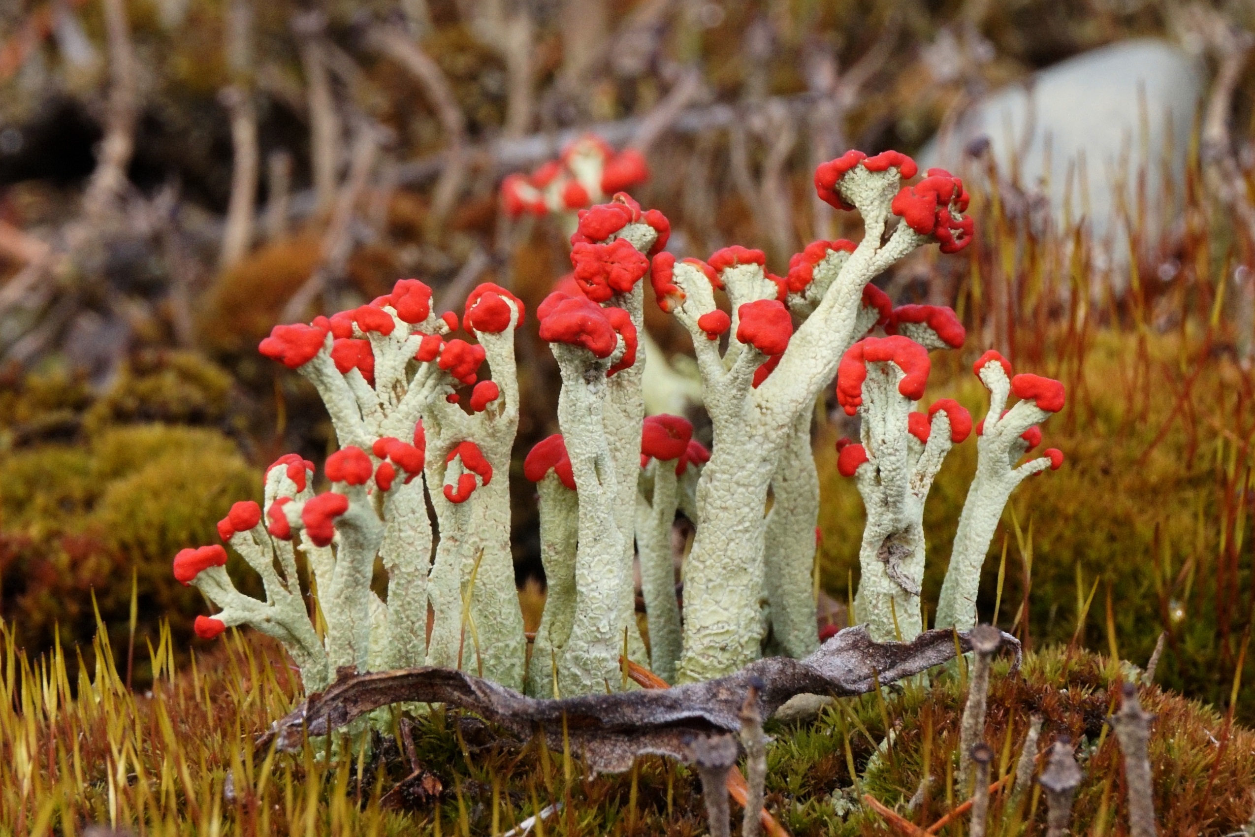 British soldier club lichen can be found in Bellis North Natural Area. MIKE LEWINSKI