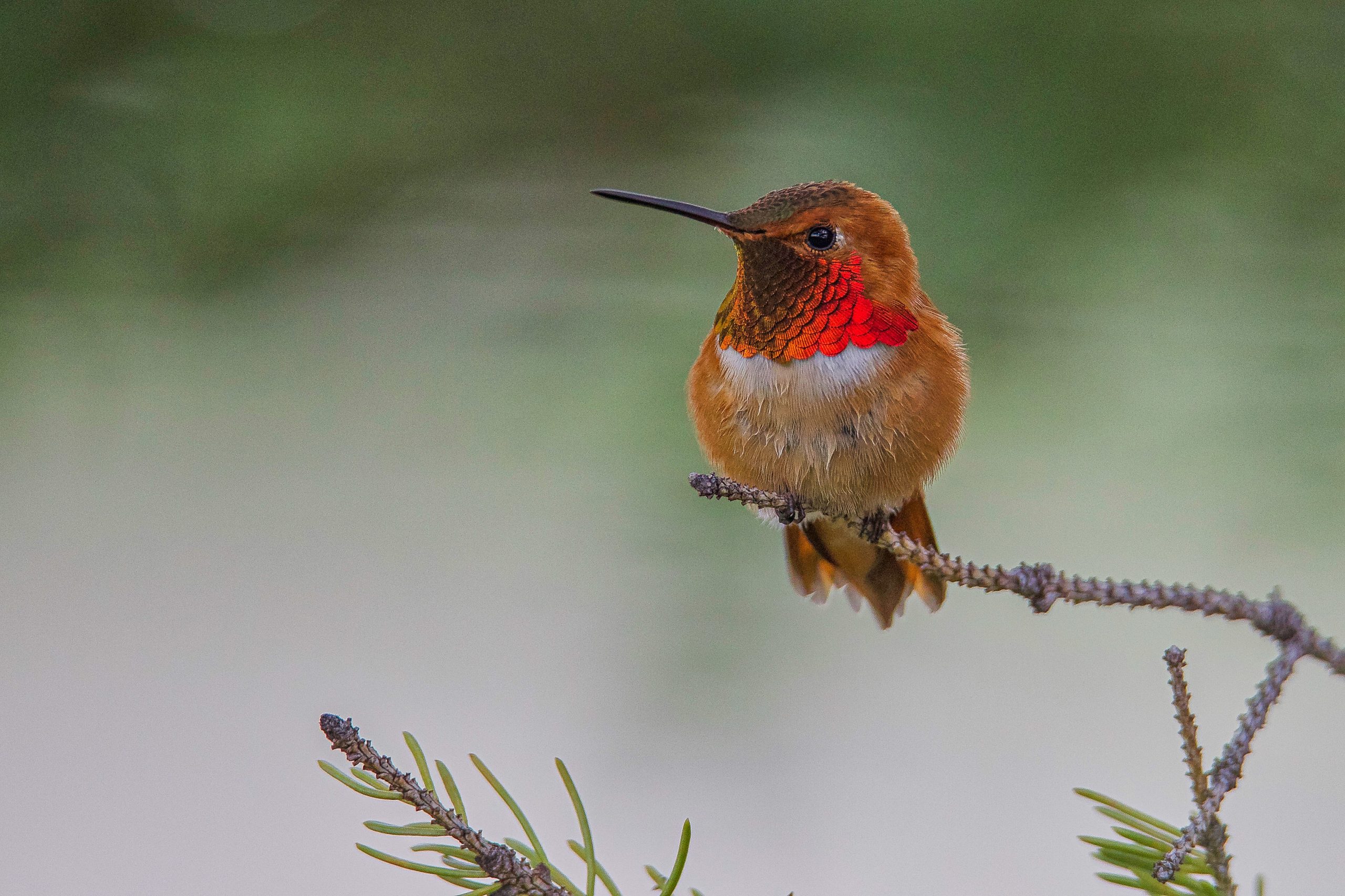 Rufous hummingbirds nest along Alberta’s foothills (and to the west) and winter in southern Mexico. TONY LEPRIEUR