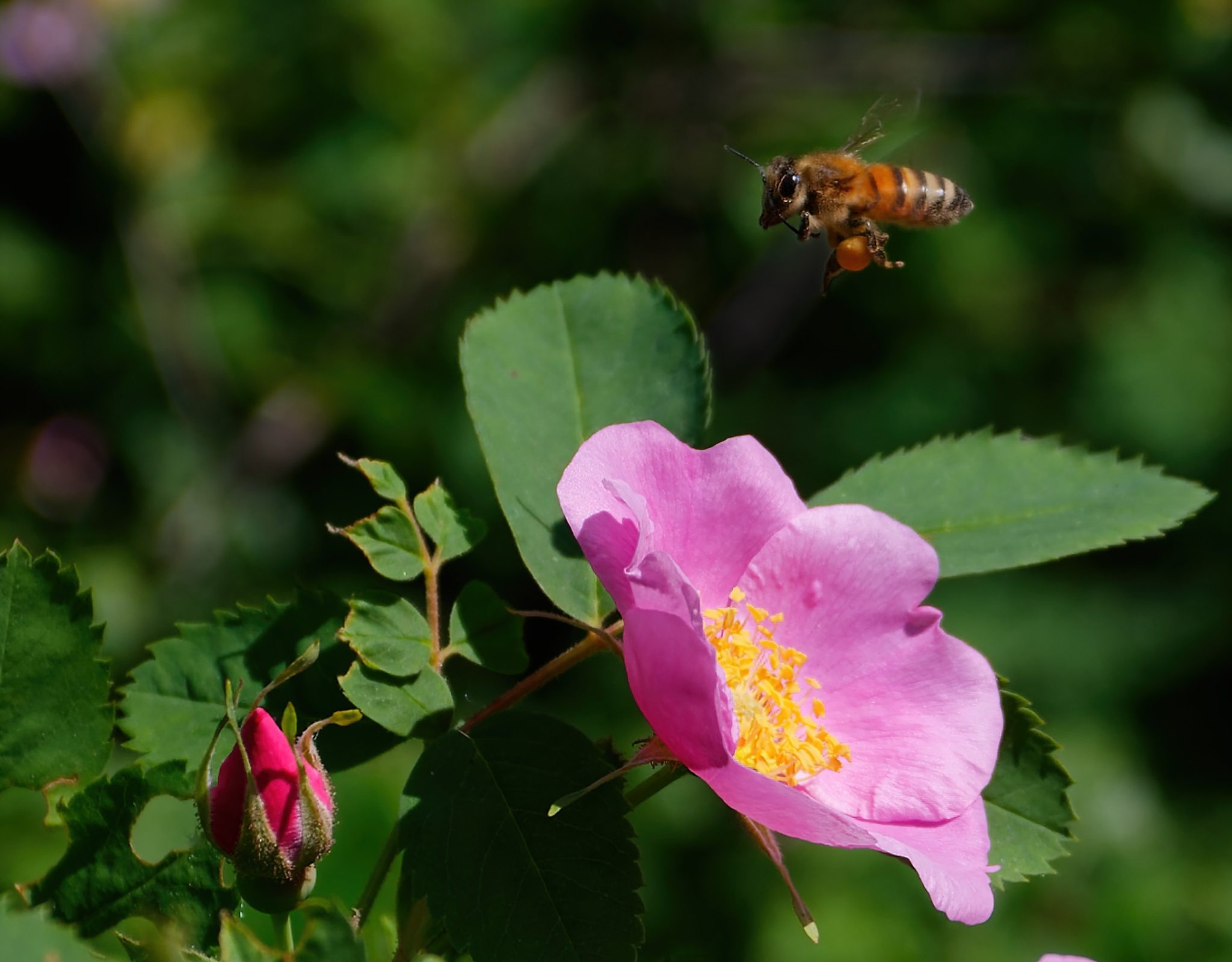 Beneath the Buzz: Alberta’s Native Bees as Nature’s Unsung Heroes ...