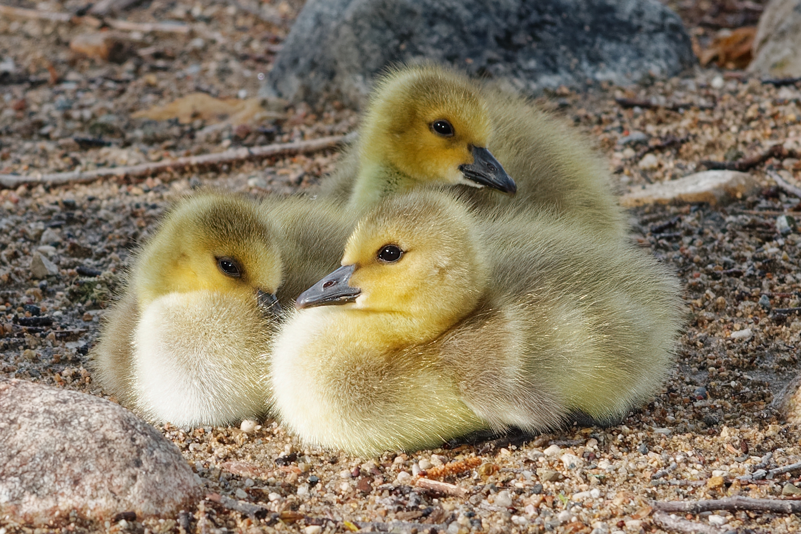 Fluffy Canada goose goslings cuddle together in the Alberta summertime. RICHARD SCHNEIDER