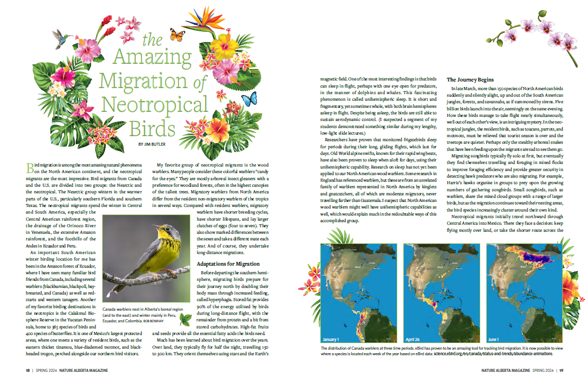 bird migration mag