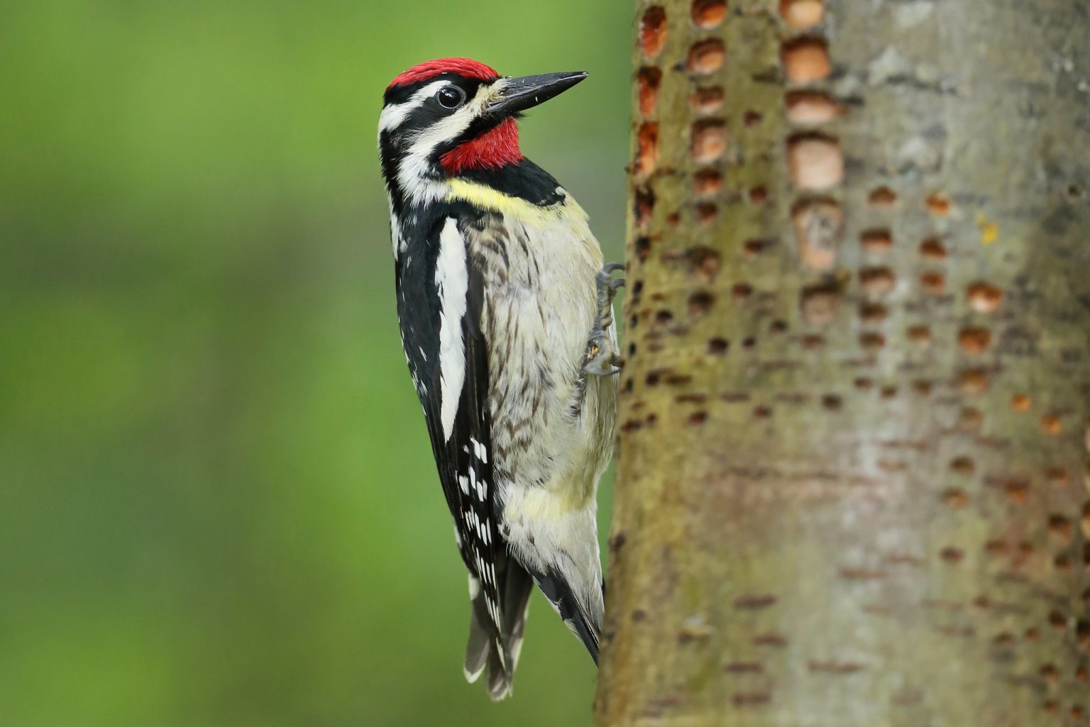 Grasslands Naturalists Society - Nature Alberta