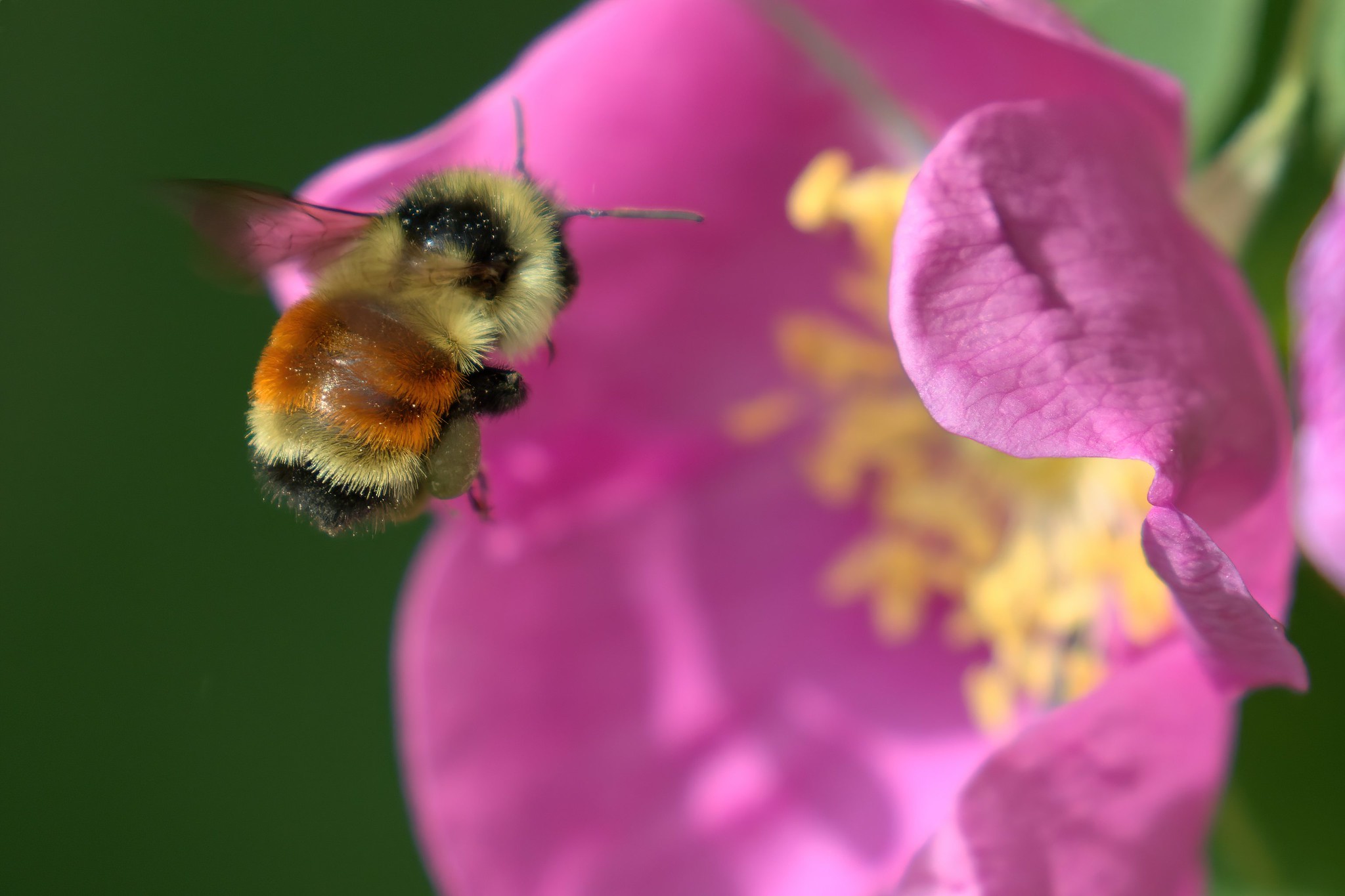 Wild rose and bumble bee by R SCHNEIDER